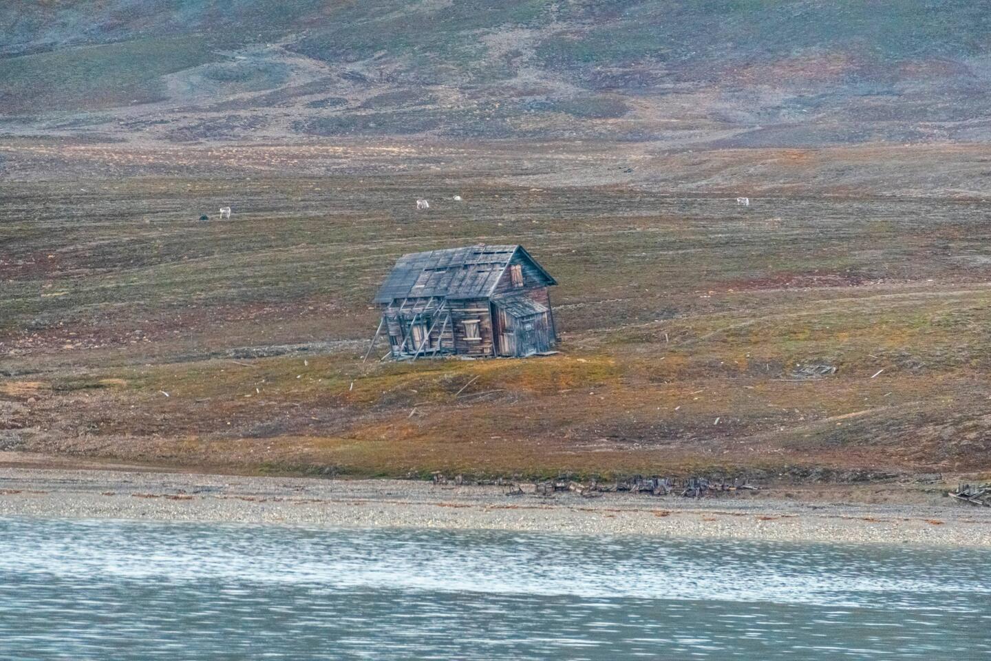 Abandoned hut with reindeer grazing in the background.