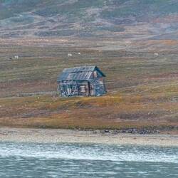 Abandoned hut with reindeer grazing in the background.