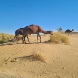 So many camels along the road!