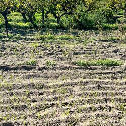 Vines with herbs planted to bind the sand
