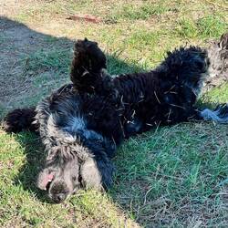 Mungo the very cheeky dog