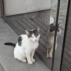 The guilty scratching cat