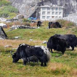 Yaks