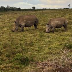 Rhinos in der Morgendämmerung
