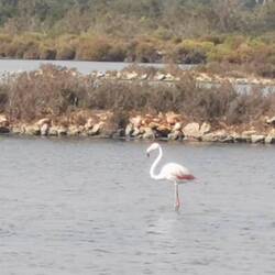 Flamingo, kein Storch