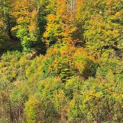 Herbstfarben sind einfach soooo schön👍