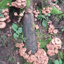Pilze am Wegesrand - manchmal auch einfach auf dem Weg