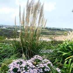 Gannel River views