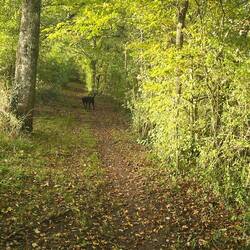 Leafy paths adjacent to the lake