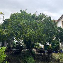 Obidos- A magnificent lemon tree