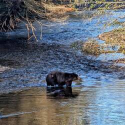 He starts to fish in the creek. You can see his scar.