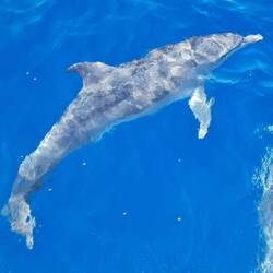 3 dolphins playing in front of our boat