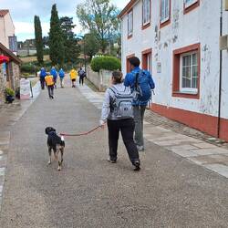 Only the 3rd Camino dog I've seen, though I had the feeling he hasn't come all the way.