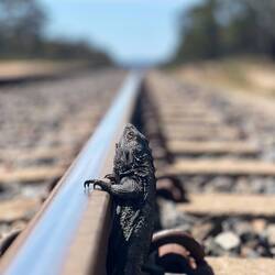 Eine Bartagame sonnt sich