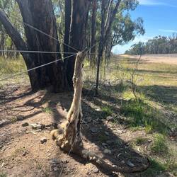 Ein Känguruh hat es nicht über den Zaun geschafft.