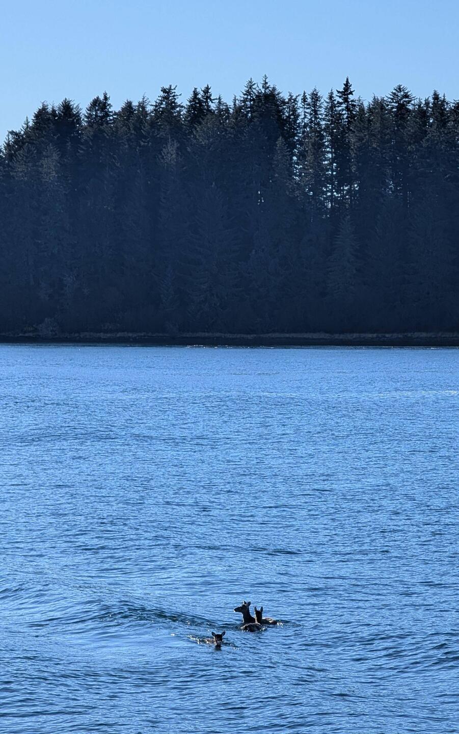 To give you a sense of how daunting the swim is in icy waters. They were almost 3/4 of the way over