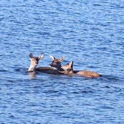 Such unexpected marine life