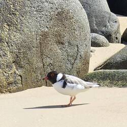 Hooded Plover
