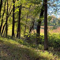 I did take this photo. From Moki and my walk