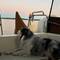 Moki checking out that full moon