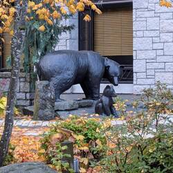 Bear Sighting for the Day