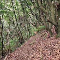 Immer weiter durch den Wald