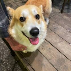 Cute corgi we met on the way home