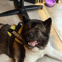 Mercian the American Akita - she was a gentle giant