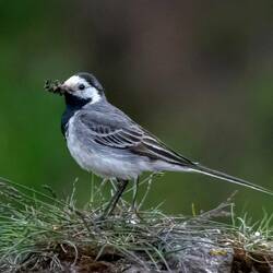 White Wagtail