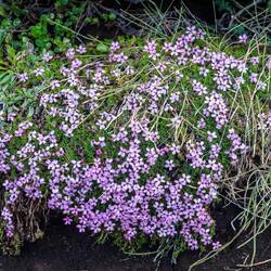 Wildflower on our walk back from Selfoss Waterfall.