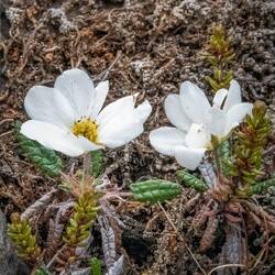 Wildflower on our walk back from Selfoss Waterfall.