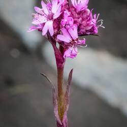 Wildflower on our walk back from Selfoss Waterfall.