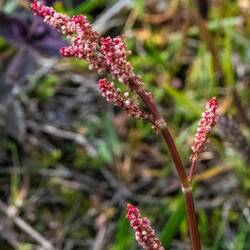 Wildflower on our walk back from Selfoss Waterfall.