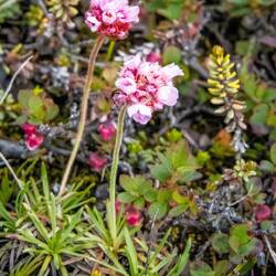 Wildflower on our walk back from Selfoss Waterfall.