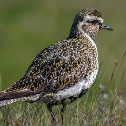 Golden Plover