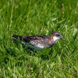 Red-necked Phalarope