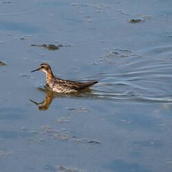 Red-necked Phalarope