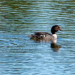 Barrow's Goldeneye