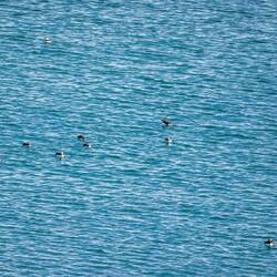 Borgarfjordur Eystri puffin colony.