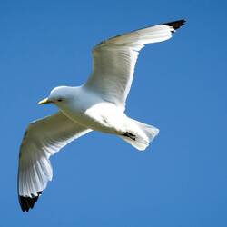 Kittiwakes were trying to steal the puffin's catch as they landed.