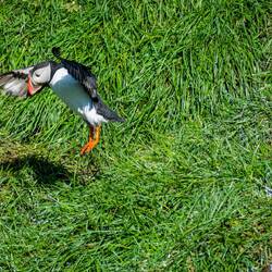 Puffin coming into land.