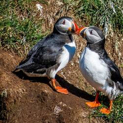 Puffin pair at the colony.