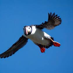 Puffin coming into land.