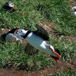 Puffin with catch heading back to its nesting burrow.