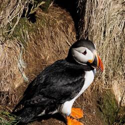 Puffin outside its nesting burrow.