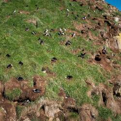 Borgarfjordur Eystri puffin colony.