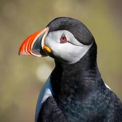 Murray was in "puffin heaven" getting so close to the puffins.