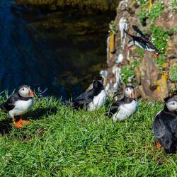 Borgarfjordur Eystri puffin colony.
