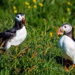 Puffin pair at the colony.