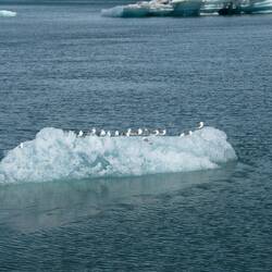 Kittiwakes resting on iceberg.